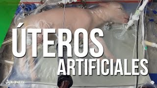 Úteros artificiales ¿el futuro para los bebés prematuros [upl. by Nizam967]