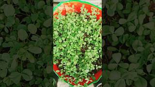 How to grow Fenugreek from seedsnature ytshorts trending gardening [upl. by Lledniuq]