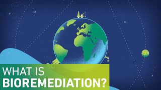 What is Bioremediation [upl. by Oyr]