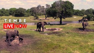 Tembe Elephant Park  Wildlife Live Stream [upl. by Tati]