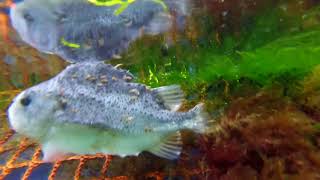 Secret Filming Inside Scottish Salmon Farms  Diseases Deformities amp Lice Infestation [upl. by Anerb818]