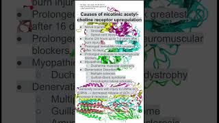 Causes of nicotinic acetyl choline receptor upregulation [upl. by Bazil988]