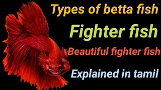 Types of betta fish in tamil  Fish Aquarium Tamil [upl. by Gimble]