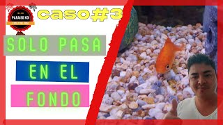 como curar a mi pez ENFERMOcaso de estudio 3 [upl. by Eseryt]