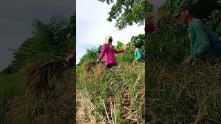 Dancing in the ricefield😊shorts funny ricefield nature harvestingrice [upl. by Marleah437]