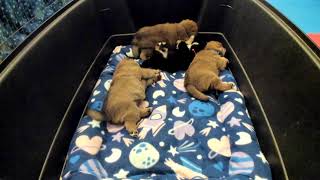 Shiba Inu Puppy Cam  KTeam  Day 26  AM [upl. by Onairot789]