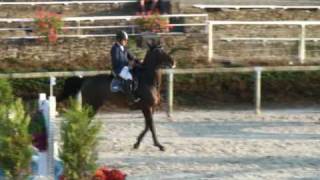 Nervoso jumping stallion SFA by Le Tot de Semilly [upl. by Siramed179]