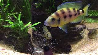 Neolamprologus tretocephalus and sexfasciatus [upl. by Eissak]