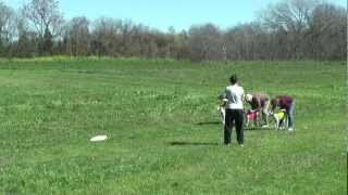 Whippet Lure Coursing Hutto TX March 4 2012 [upl. by Aitan715]