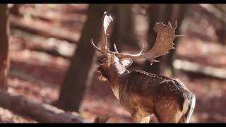 Jägarexamen GodsJakt DovHjort Brunst Fallow Deer Rut [upl. by Swanhilda]