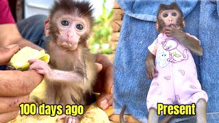 How will baby monkey BiBi live after 100 days living with his father on the farm [upl. by Rika]