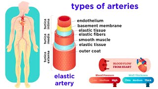 The Circulatory System Part 2 Blood Vessels [upl. by Fihsak]