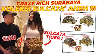 G1LLAAA BANGETT  BARU SETAHUN UDAH BISA BREEDING SILANG SULCATA   JENIS APALAGI SIH INIIII [upl. by Tihor367]