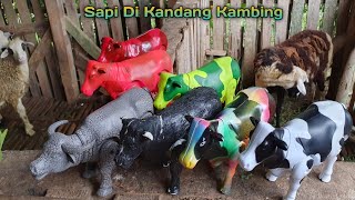 SAPI DI KANDANG ANGSA  SAPI LIMOSIN SAPI BESAR SAPI JUMBO SAPI SETIA FARM KERBAU [upl. by Victory]