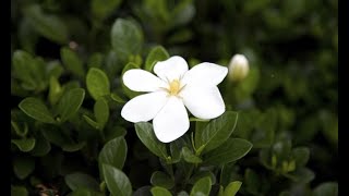 Cómo recuperar una gardenia  Bricomanía  Jardinatis [upl. by Corabella152]