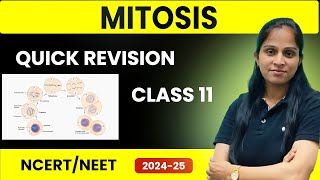 Mitosis Quick Revision  Class 11  NEET 202425 Preparation  Cell Cycle amp Cell Division [upl. by Ettigirb]