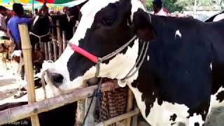 Biggest dairy cow market with price  BD Village Life [upl. by Honna]