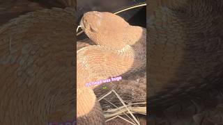 Massive Rattlesnake found in Avocado Orchard in California [upl. by Sheffie]