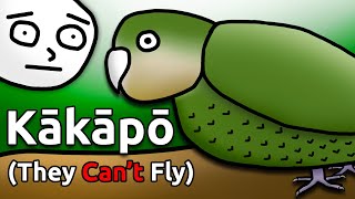 Meet the Kākāpō The Worlds Most Hilarious Bird Species [upl. by Ettenyl]