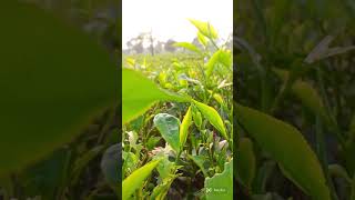 Tea garden video subscribe my channel and like please 🙏🥺 [upl. by Chaudoin635]