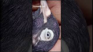 T N PIGEON LOFT OLD LINE BIRD 🕊️🕊️🕊️PLEASE SUBSCRIBE TO MY CHANNEL AND LIKE [upl. by Meir]