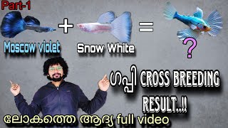 ഗപ്പി cross Breeding റിസൾട്ട്‌  snow white Guppy  Moscow വയലറ്റ് Guppy guppyfarm [upl. by Cullin]