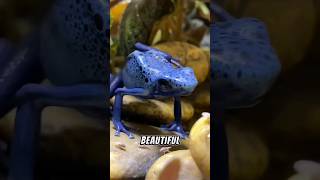 Blue Poison Dart Frog Beauty in Danger [upl. by Ghiselin]