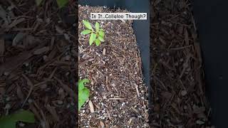 IS THIS REALLY CALLALOO gardening labeling plants mysterygrow callaloo [upl. by Nisior]