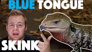 Blue tongue Skink care Herp highlight [upl. by Rolfe188]