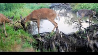 2023 Trail Cam Videos Vol 2 June to August [upl. by Lihka]