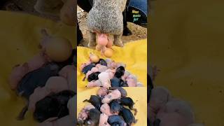 How rabbits giving birth Bunny giving birth 😋 rabbitgivingbirth pets short [upl. by Judi]