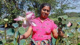 Lotus seeds Recipe 🙂These seeds can be used to make nutritious foodvillage kitchen recipe [upl. by Oiredised]