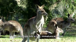 Wombats 101 The Miracle of Birth Kangaroos amp Wildbore [upl. by Ert117]