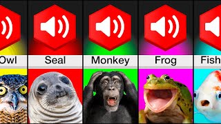 Comparison What Animal Farts Sound Like [upl. by Orion]