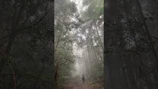 Asmr dendrophile fypシ゚viral hiking pendakiindonesia pendaki pendakigunung videografer [upl. by Dempster]