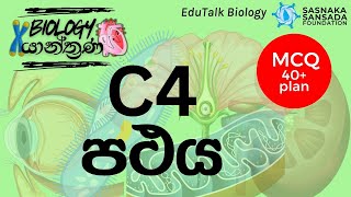 C4 පථය  C4 Pathway  EduTalk Biology [upl. by Mellitz]