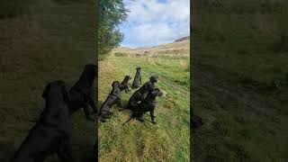 Steadiness Training Gundog Training Driven Shooting Picking up Labrador Retriever [upl. by Lladnew]