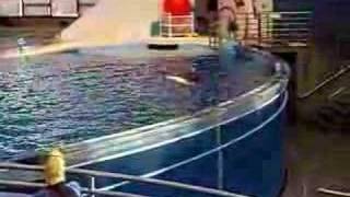 Dolphin Show National Aquarium Baltimore Maryland [upl. by Yggam]