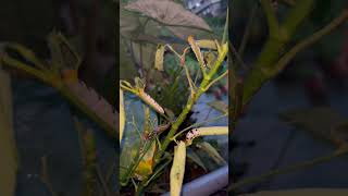 CATERPILLARS OCT 12 2024 shortvideos shorts [upl. by Naashar]