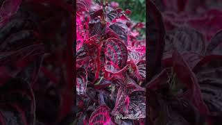 Bloodleaf Iresine herbstii血叶草Pokok Daun Darah chickengizzard beefsteak plantFormosa bloodleaf [upl. by Haughay]