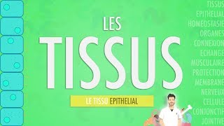 LES TISSUS LE TISSU EPITHELIAL Partie 1 [upl. by Ahsekal]