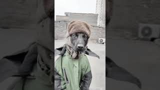 Dog ko thand lag rahi😂 comedy funny viralshorts trending dog youtube [upl. by Anitreb]