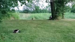 Kitten Zoomies [upl. by Albric58]