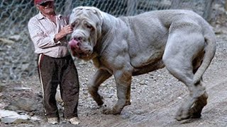 20 Largest Dogs in the World [upl. by Murdock]