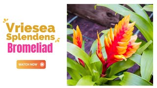 Vriesea Splendens Bromeliad  Flaming Sword Bromeliad  TinyLeaf [upl. by Mac]