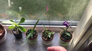 Quick Japanese orchids update [upl. by Christan604]