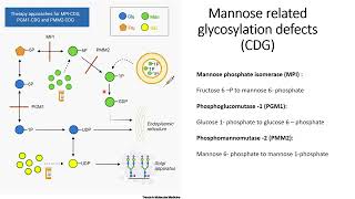 Therapy ideas against mannose related glycosylation defects CDG Code 281 [upl. by Esinart]