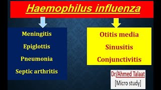 Haemophilus influenza [upl. by Arihsa555]