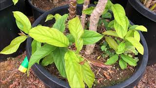 Growing RANGOON CREEPER cuttings  Chinese Honeysuckle  Kaloni Kakala  Combretum Indicum [upl. by Killian940]