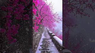 So Beautiful 😍 Views In Switzerland 🇨🇭 Snowflake ❄️ shortvideo travel place nature snow [upl. by Nirehtac]